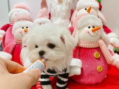-BABYDOG宝贝狗宠物乐园(欧洲城店)