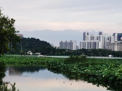 -月湖风景区
