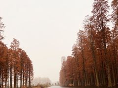 -渌洋湖湿地公园