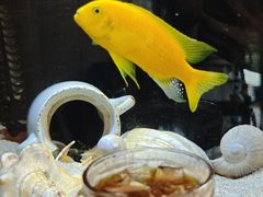 -萤火虫咖啡(砖著店)