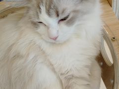 -飞行喵MR PILOT|猫舍·猫咖(静安大融城店)