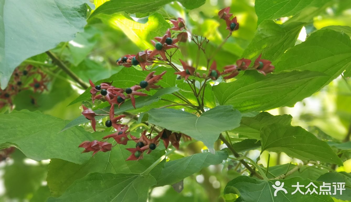 這種小眾秋木花誰認識