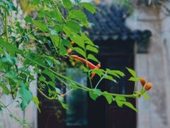 -艺圃