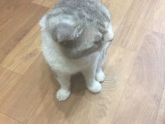-猫色咖啡·猫咖
