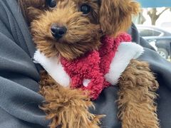 -博特宠物医院24h犬猫全科.骨科·异宠