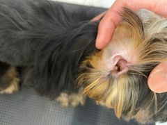 -comecome来吧宠物(奥克斯中心店)