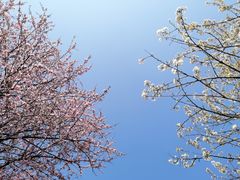 -樱桃山旅游景区