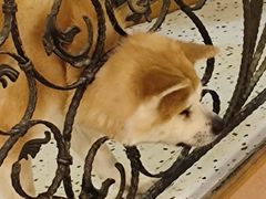 -喜柴咖啡·柴犬狗咖