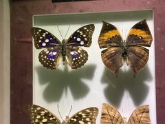 -上海昆虫博物馆