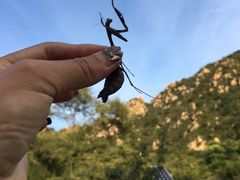 -大岭沟猕猴桃谷风景区