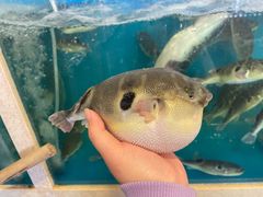 -天正河鲀·河豚亭(大连店)