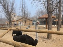 -大连森林动物园