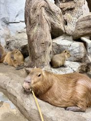 -Zoolung Zoolung动物主题公园(海信广场店)