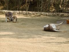 -泉州海丝野生动物世界