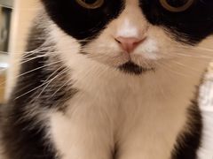 -猫友咖啡店(玉林西路店)