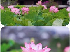 -和顺古镇