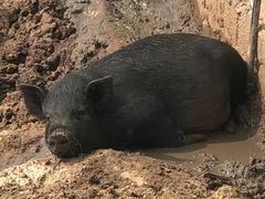 -华莱士·全鸡汉堡(杭州武林店)