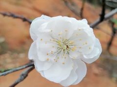 -南国桃园旅游度假区