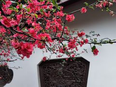 -棠湖公园