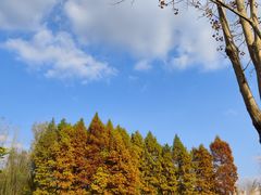 -溱湖国家湿地公园