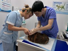 -博特宠物医院24h犬猫全科.骨科·异宠