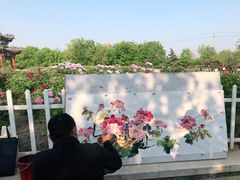 -曹州牡丹园
