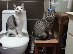 -北京观赏动物医院·24小时大型综合·猫专科·异宠专科