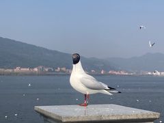 -海埂大坝