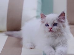 -Bastet sally猫舍购宠(静安店)