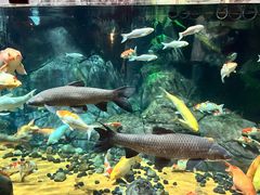 -上海海洋水族馆