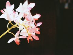 餐具摆设-雀蓝川菜(奥体广场店)