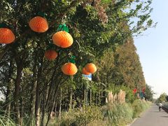 -上海长兴岛郊野公园