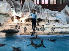 -帝企鹅自助餐厅•儿童岛•真企鹅(长隆企鹅酒店)