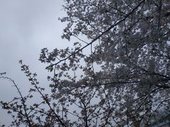 -武汉大学-樱园