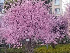 -高东镇樱花园
