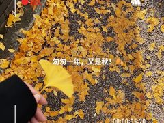 -八大关景区