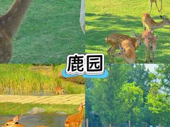 -阿露佳·舌尖上的安吉菜