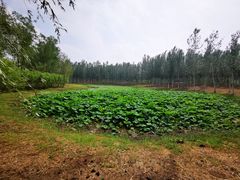 -东郊湿地公园