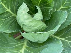 -白河湾山水缘民宿