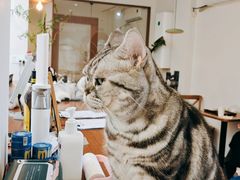 -有猫主题·治愈系猫咖(曾厝垵店)