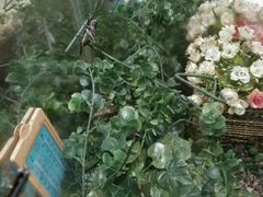 -上海昆虫博物馆