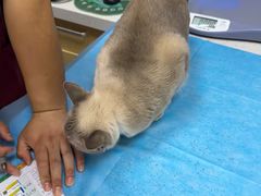 -芭比堂动物医院·CT·微创中心(新顺分院)