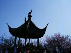 -香雪海