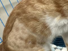 -创凡宠物医院·骨专科  猫科中心(西乡分院)