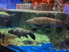 -成都浩海立方海洋公园