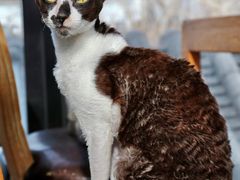 -猫小院猫主题餐厅(南锣旗舰店)
