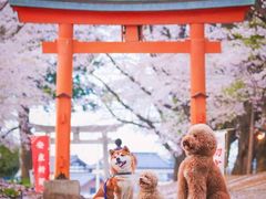 -台场海滨公园船码头