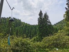 -武陵山森林公园