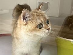 -青奢宠物·青奢猫舍