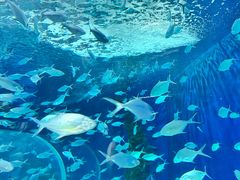 -上海海洋水族馆